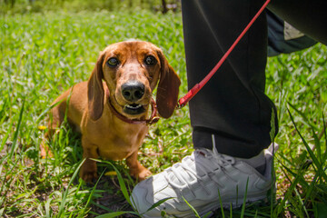 funny dog breed dachshund walks on a red leash on a sunny day