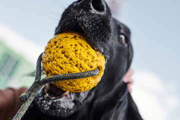 Portrait of black flat-coated retriever walking and playing on the asphalt street, purebred dog against the backdrop of urban