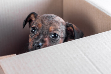 sad mongrel puppy foundling in a cardboard box