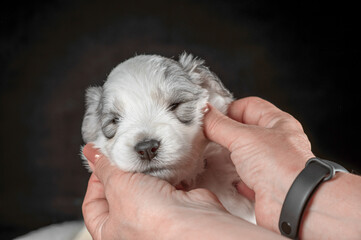 muzzle of a white puppy of the South Russian Shepherd breed in female hands