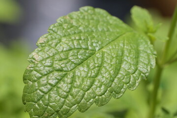 Melissenblatt in der Nahaufnahme