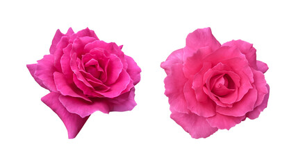 Pink rose flowers isolated on transparent background	