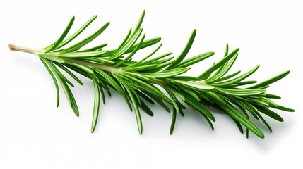 Fototapeta premium A Simple Sprig of Rosemary on a Clean White Background