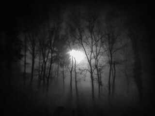Mist in a woodland night scene