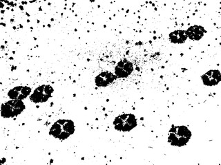 Many dog paw prints on snow, vector grunge texture. Using the effect of distress, weathering, chips, scuffs, dust, dirt, large and small grains. For backgrounds in vintage style, overlay, stencil
