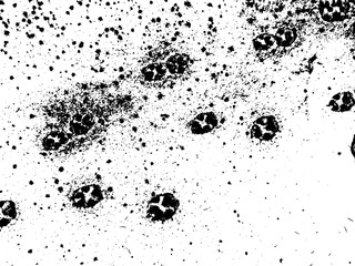 Dog paw prints on wet snow, vector grunge texture. Using the effect of distress, weathering, chips, scuffs, dust, dirt, large and small grains. For backgrounds in vintage style, overlay, stencil  © Life Background