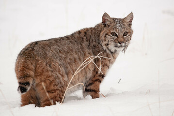 Bobcat walking in deep snow in winter - obrazy, fototapety, plakaty