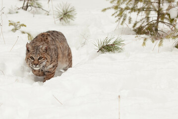Bobcat walking in deep snow in winter