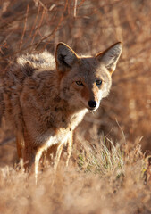 Naklejka na ściany i meble COyote in brush looking for dinner