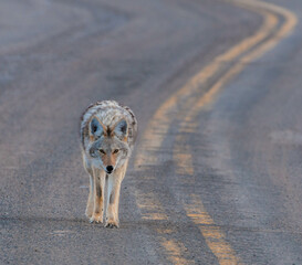 Coyote on highway asphalt walking in Yellowstone