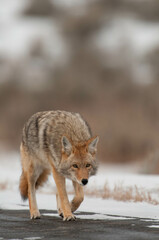 Coyote walking on asphalt road in winter in yellowstone