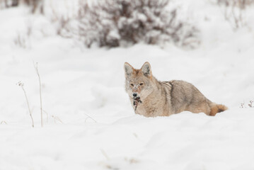 Coyote in heavy snow with mouse for dinner in Yellowstone