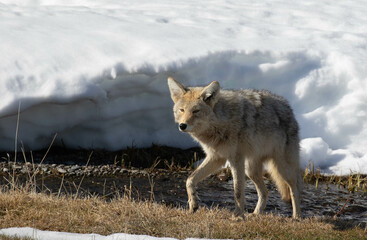 Coyote near river walking up incline at Yellowstone