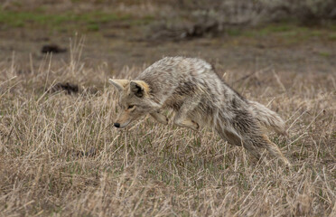Coyote jumping intall  grass for meal