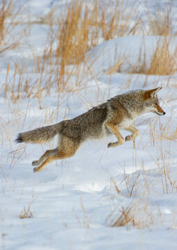 Jumping coyote in winter for food