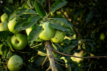 Ripe green apples on the tree, gardening, farmers
