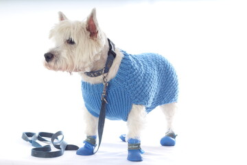 Westie dog wearing blue rain boots.  Professional white background. Cute West Highland Terrier