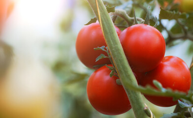 Branch with ripe tomatoes in a greenhouse.