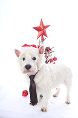 Cutle West Highland White Terrier with Santa Hat