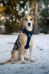 Portrait of a dog in the winter 