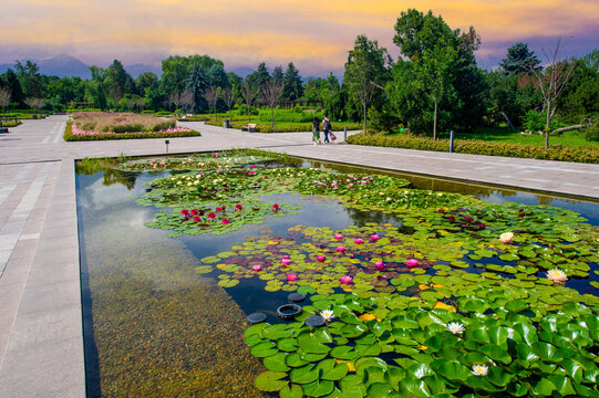 Lotus flowers, Immerse yourself in the mesmerizing charm of the picturesque pond, decorated with colorful water lilies, creating an enchanting spectacle in the heart of the park. Breathtaking Calm