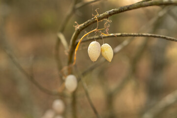 seeds intertwined on a tree