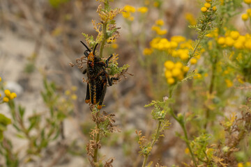 grasshopper on a flower