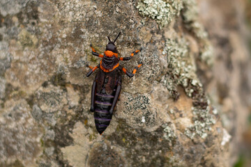 grasshopper