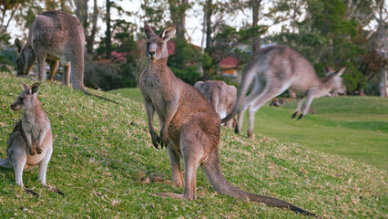 kangaroo family in the grass at Jervis Bay