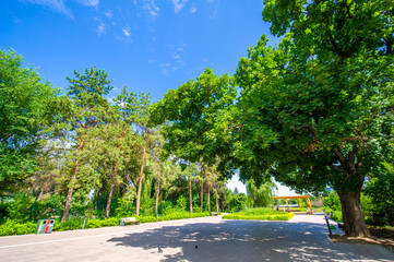 Fototapeta na wymiar Immerse yourself in the tranquility of nature in this picturesque park, decorated with a colorful ensemble of tall trees. and let the soothing sounds of rustling leaves become your symphony.