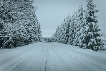 Obraz premium A Wintry Path Through a Chilly Forest with Snow Covered Trees. Winter road through snowy forest, tree lined and cold temperature.