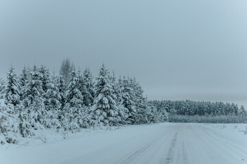 A Wintry Path Through a Chilly Forest with Snow Covered Trees. Winter road through snowy forest, tree lined and cold temperature.