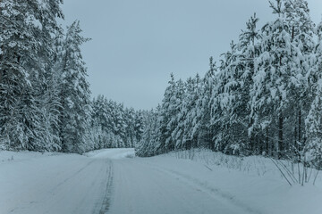 A Wintry Path Through a Chilly Forest with Snow Covered Trees. Winter road through snowy forest, tree lined and cold temperature.