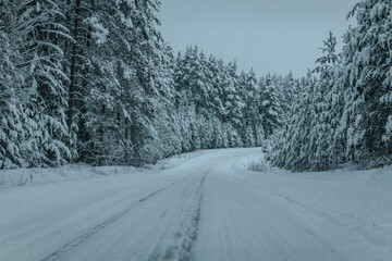 Fototapeta premium A Wintry Path Through a Chilly Forest with Snow Covered Trees. Winter road through snowy forest, tree lined and cold temperature.