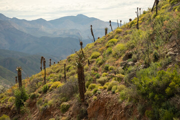 aloes on the mountain