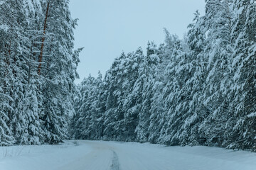 A Wintry Path Through a Chilly Forest with Snow Covered Trees. Winter road through snowy forest, tree lined and cold temperature.