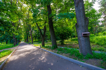 Park Alley. Discover the hidden beauty of this enchanting park as you stroll along the tree-lined...