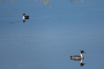 Northern Pintail ducks out on the wetlands of Montezuma