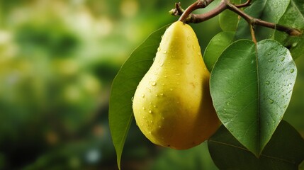 Capture the succulent beauty of a ripe, juicy pear, its smooth skin and sweet aroma tempting the palate.