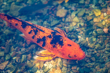 A Mesmerizing Dance of Elegance and Grace The vibrant hues of these koi fish glide effortlessly through the calm waters, capturing the true beauty of nature. Underwater Serenity