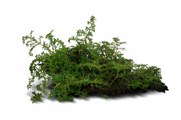 Natural plants, trees, gardens, leaves, white backgrounds, green. ,bunch of dill