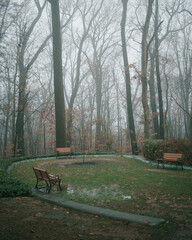 Trees in fog, at the Liriodendron Mansion in Bel Air, Maryland