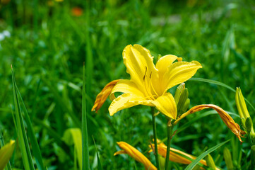 The vibrant hues of a wildflower paradise coloring the world with beauty. Natural Splendor