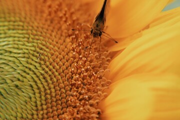 Insect collecting nectar from a sunflower