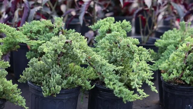 Closeup footage of the Japanese garden juniper growing in black plants pots in plants nursery