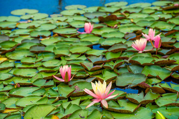 Experience the vibrant beauty of lotus and nonlumbo flowers. Transform your space with the...