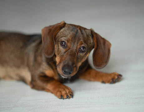 Cute brown dog dachshund , looking at the camera-