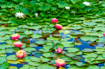 Lotus. Nelumbo. Nymphaeaceae. Water lily. Nymphaeal Charm: Majestic water lilies add ethereal beauty to a serene waterscape.