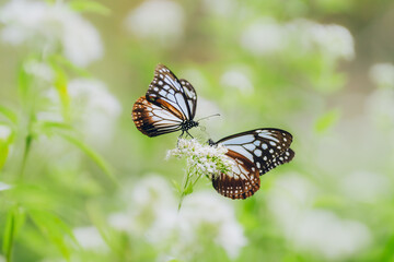 フジバカマで吸蜜する2羽のアサギマダラ