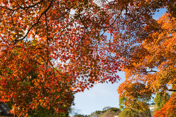 紅葉風景